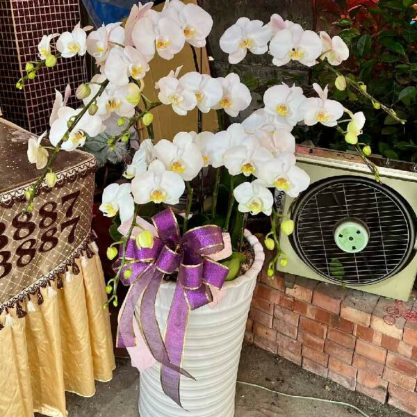 喪禮蘭花F