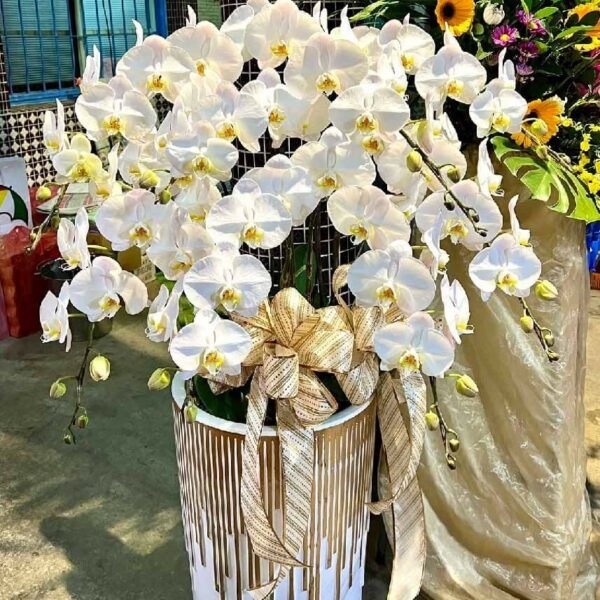喪禮蘭花I