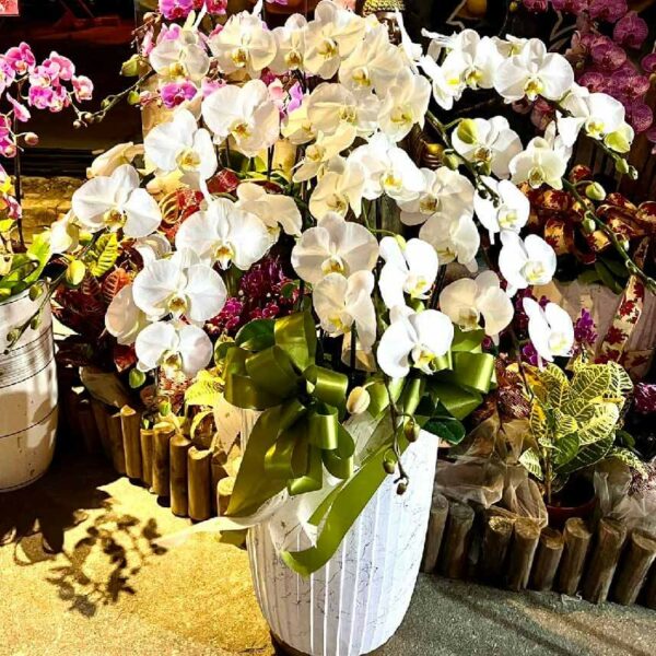 喪禮蘭花H