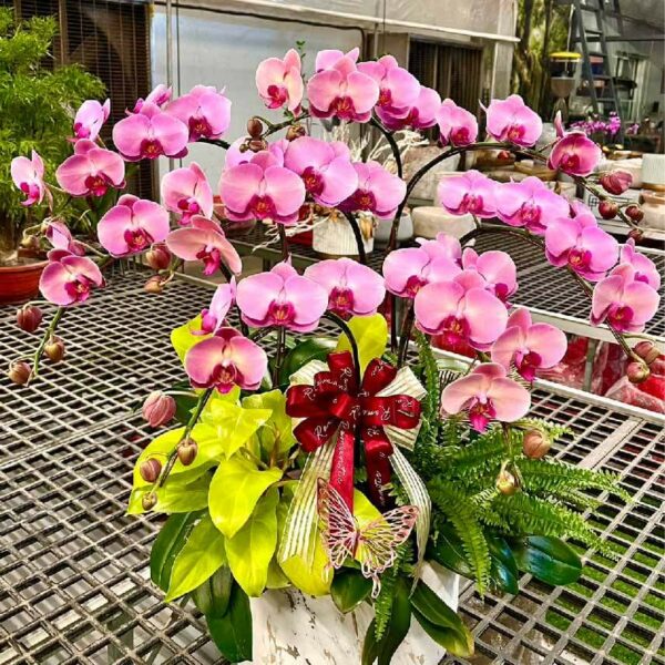 開幕蘭花J