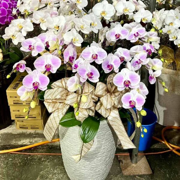 喪禮蘭花L