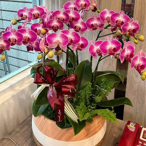 開幕蘭花H