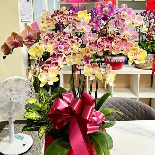 開幕蘭花P