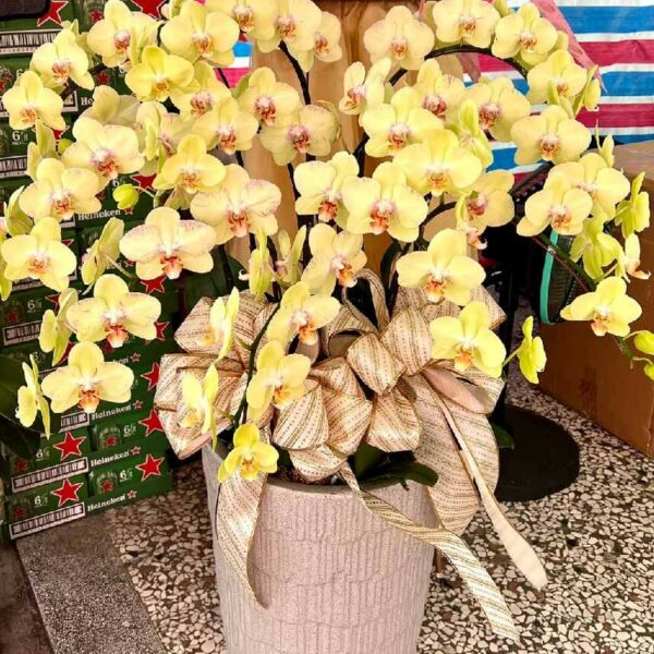 喪禮蘭花J