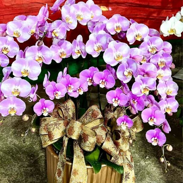 開幕蘭花N
