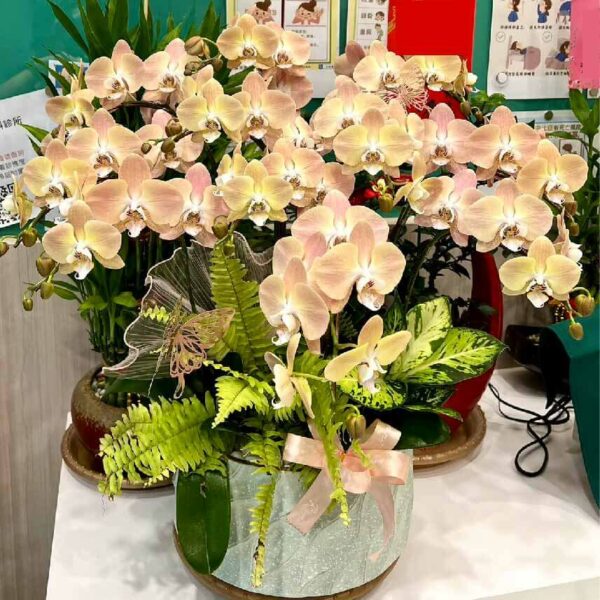 開幕蘭花O