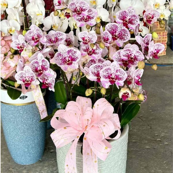 開幕蘭花M