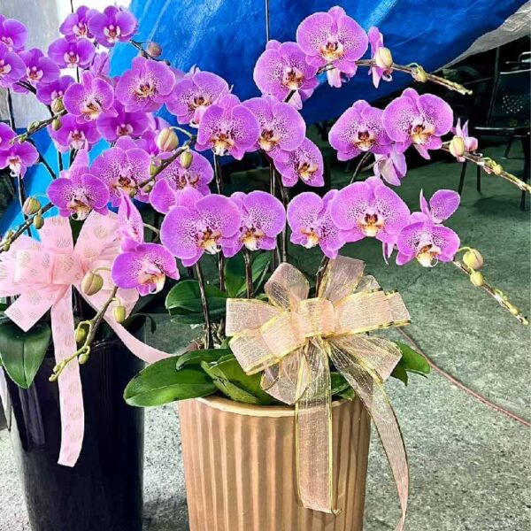 開幕蘭花F