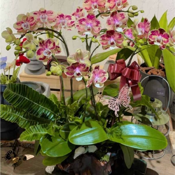 開幕蘭花C