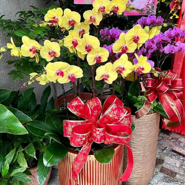 開幕蘭花K