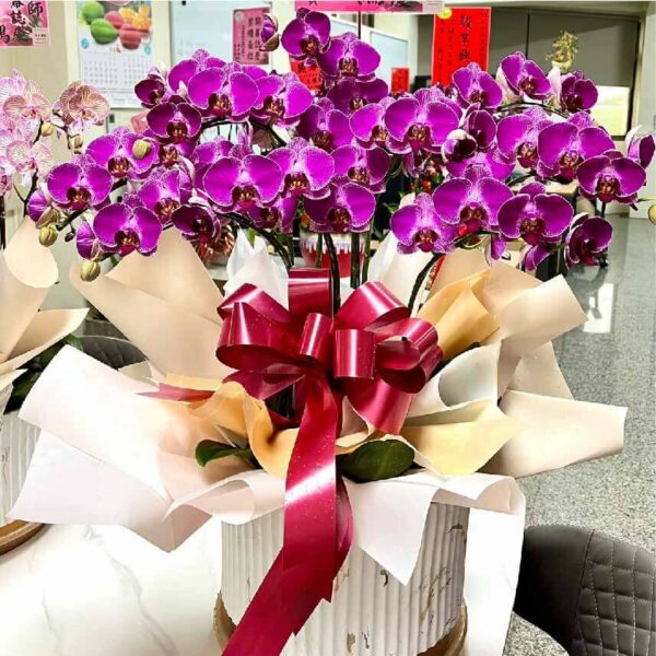 開幕蘭花I