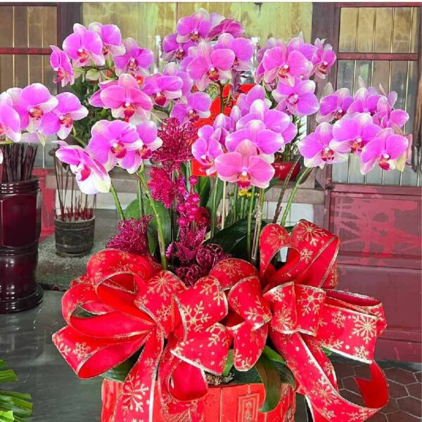 開幕蘭花E