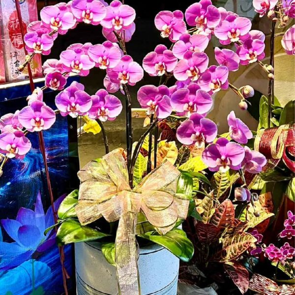 開幕蘭花A