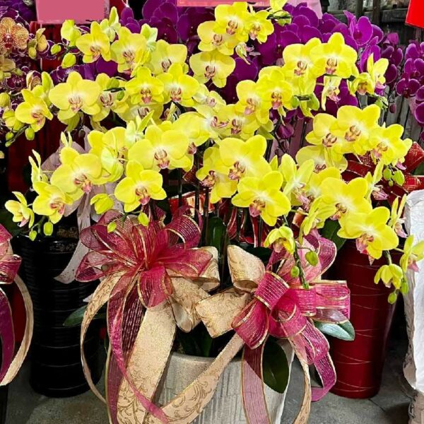 喪禮蘭花A