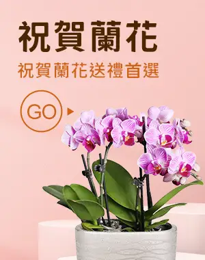 祝賀蘭花_首頁圖