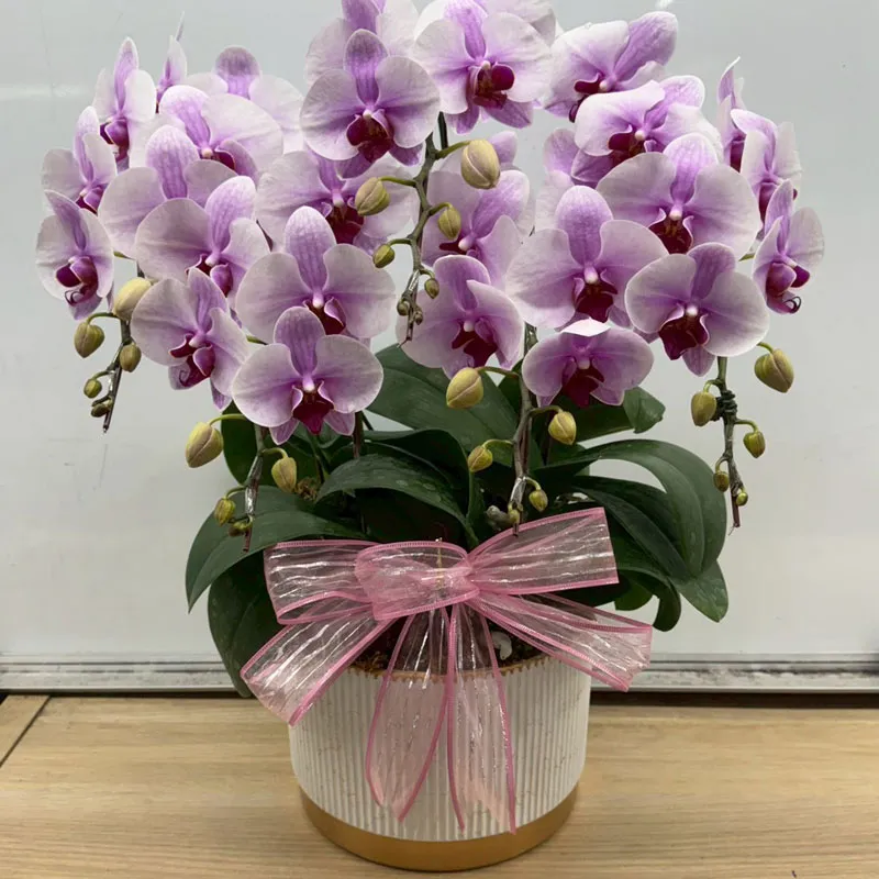 桌上型告別式蘭花