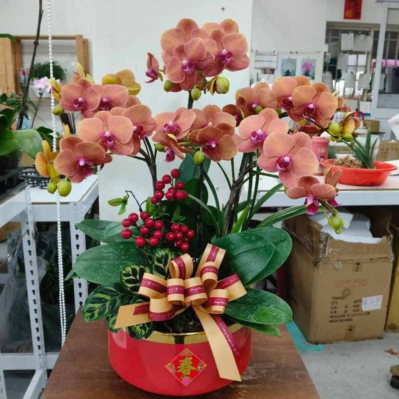 桌上型敬神蘭花