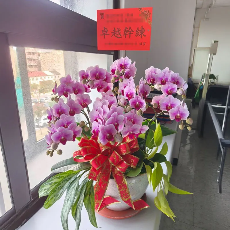桌上型祝賀蘭花6株